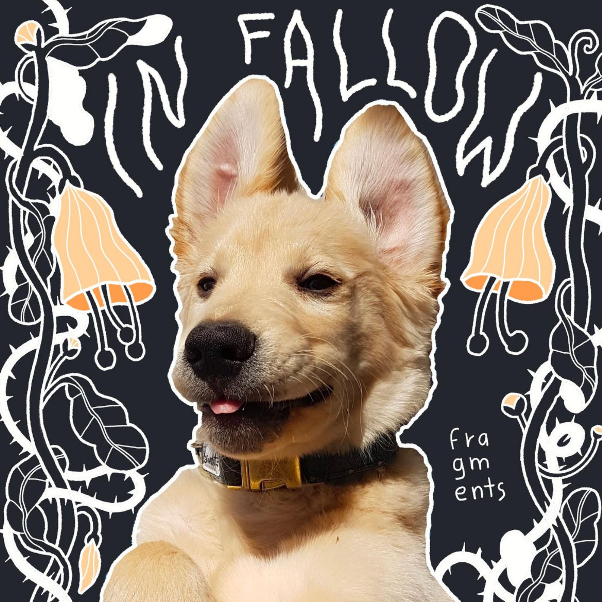 Le groupe franco-suisse In Fallow livre son premier album.